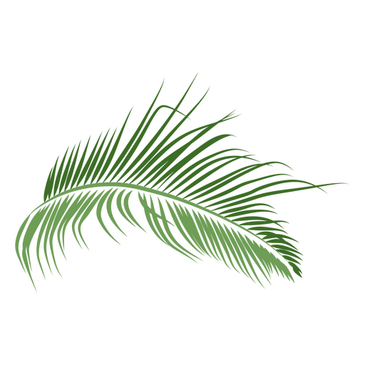 Decalque de folha de palmeira Desenho PNG