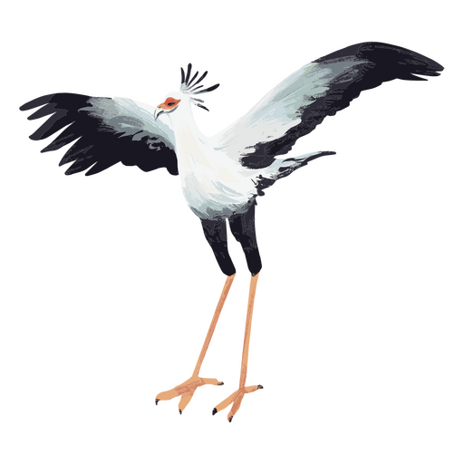 O Secretarybird abre suas asas Desenho PNG