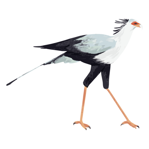 Anmutiger Sekretärsvogel, der einen Spaziergang macht PNG-Design