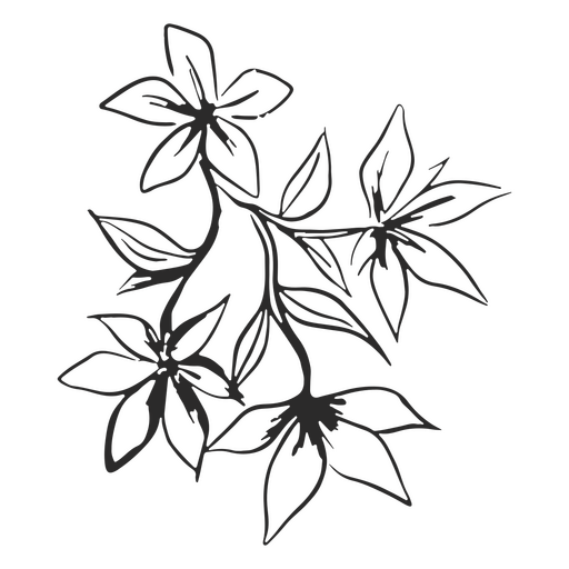 desenho botânico Desenho PNG
