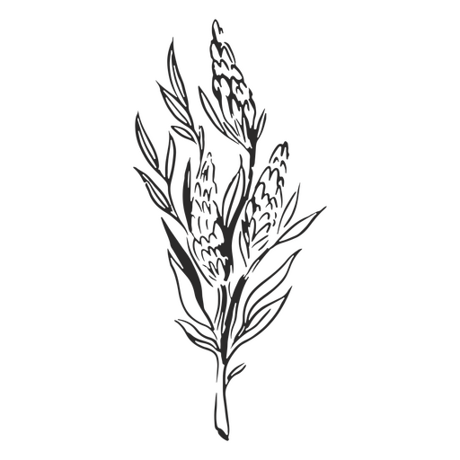 Clipart botánico Diseño PNG