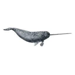 Whale Watercolor Drawing PNG & SVG Design For T-Shirts