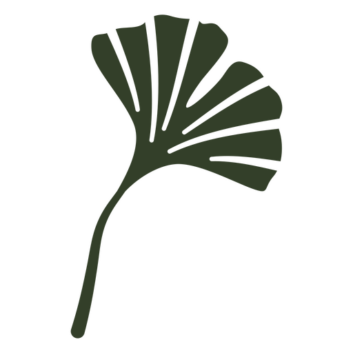 Ginkgo tree leaves illustration PNG Design