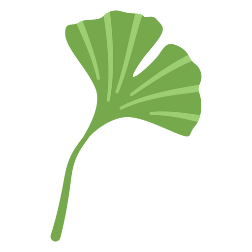 Ginkgo-Biloba-Kräuter-Blatt-Design PNG-Design