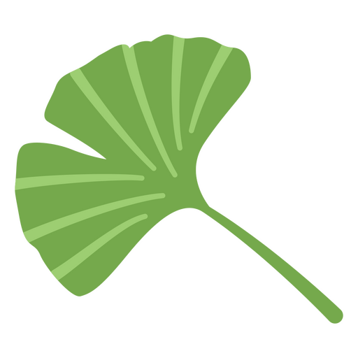 Ginkgo leaf for design PNG Design