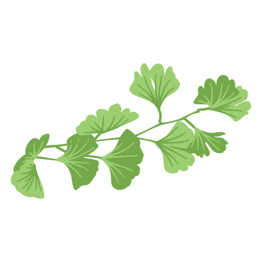 Ginkgo herb foliage vector PNG Design