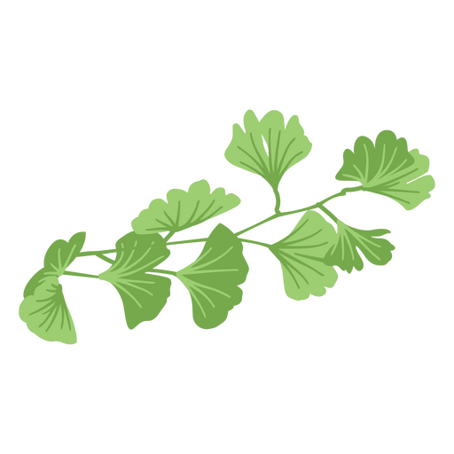 Ginkgo-Kräuterblattvektor PNG-Design