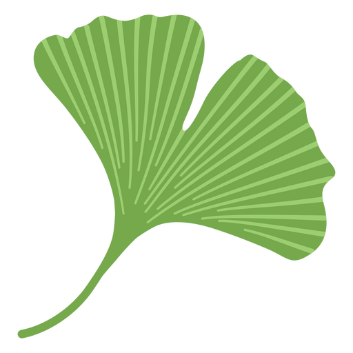 Folhas de Ginkgo biloba para design Desenho PNG