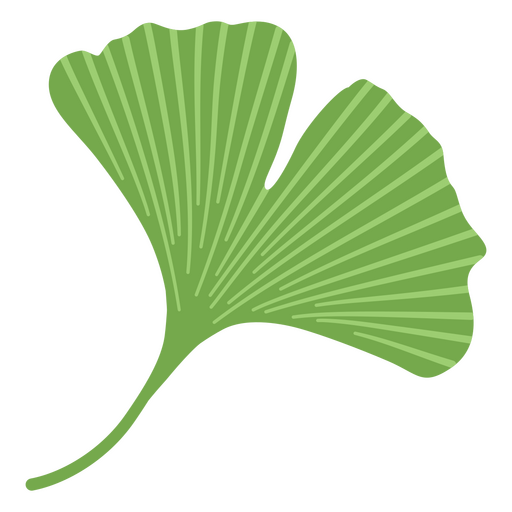 Ginkgo-Biloba-Blätter für Design PNG-Design