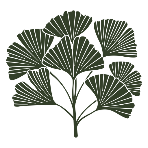 Ginkgo herb leaves PNG Design