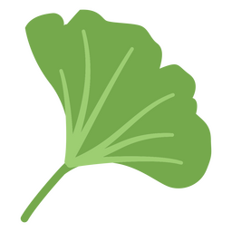 Ginkgo biloba hojas planas Diseño PNG