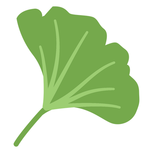 Ginkgo biloba flache Blätter PNG-Design