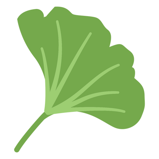 Ginkgo biloba flat leaves PNG Design