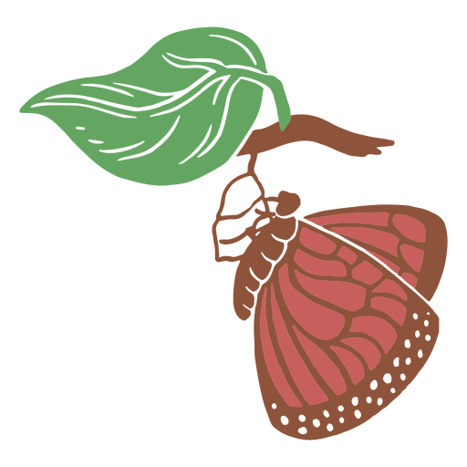 Butterfly undergoing metamorphosis   PNG Design