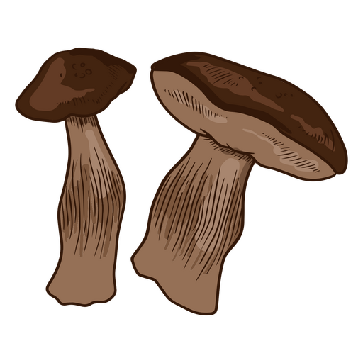 Healthy edible mushrooms PNG Design