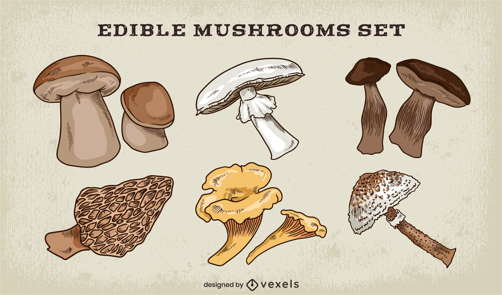 Edible mushrooms fungi set