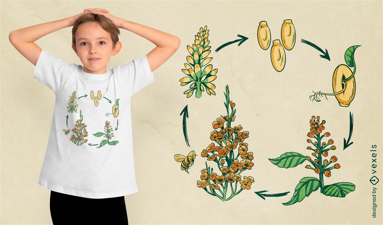 Design de camiseta do ciclo de vida da flor