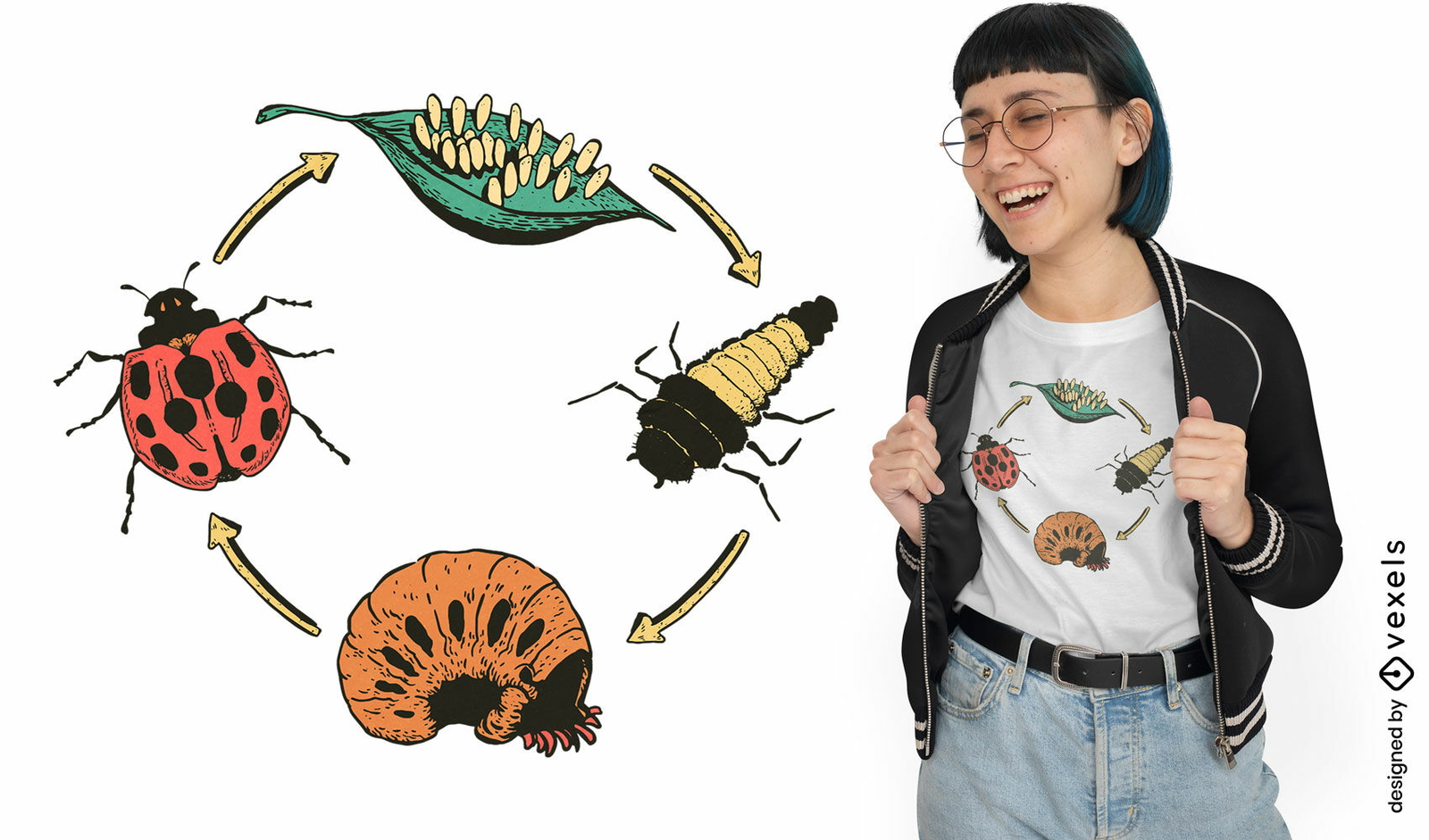 Diseño de camiseta de evolución de insectos mariquita.