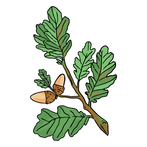 Acorns in an autumnal oak tree PNG Design