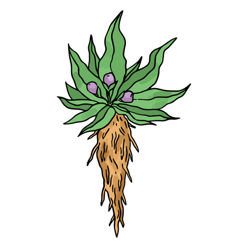 Mandrake roots PNG Design