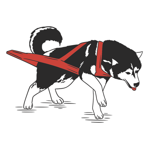 Husky com um arnês vermelho Desenho PNG