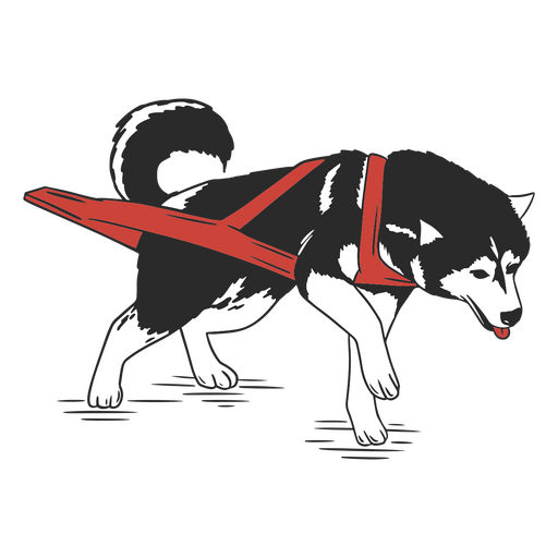 Husky con un arnés rojo Diseño PNG