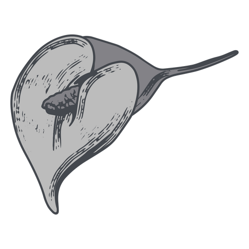Espléndido diseño monocromático de calla lily Diseño PNG