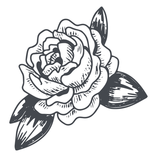 Diseño dibujado a mano de rosa floreciente Diseño PNG