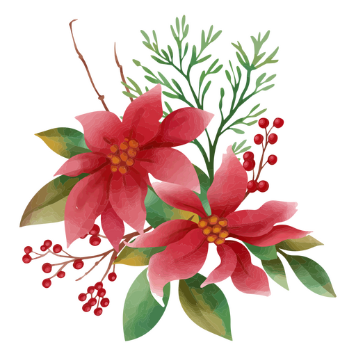Flor de Pascua ilustrada en acuarela Diseño PNG
