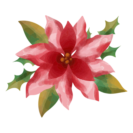 Representación en acuarela de una poinsettia Diseño PNG