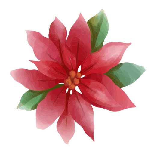 flor de pascua elegante Diseño PNG