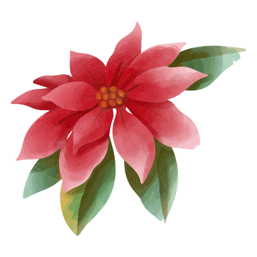 Flor de nochebuena en estilo acuarela Diseño PNG