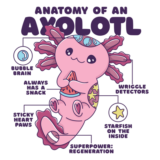 Anatomía de un ajolote Diseño PNG