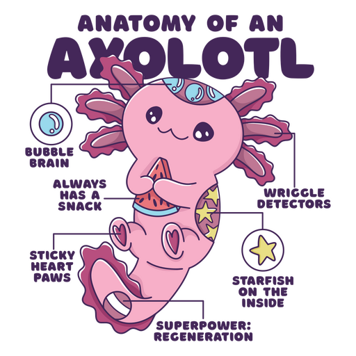 Anatomy of an axolotl PNG Design