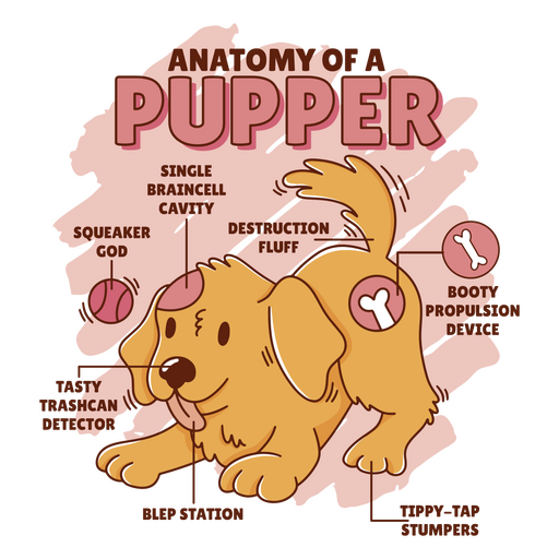 Curso de cor de anatomia de cachorro Desenho PNG