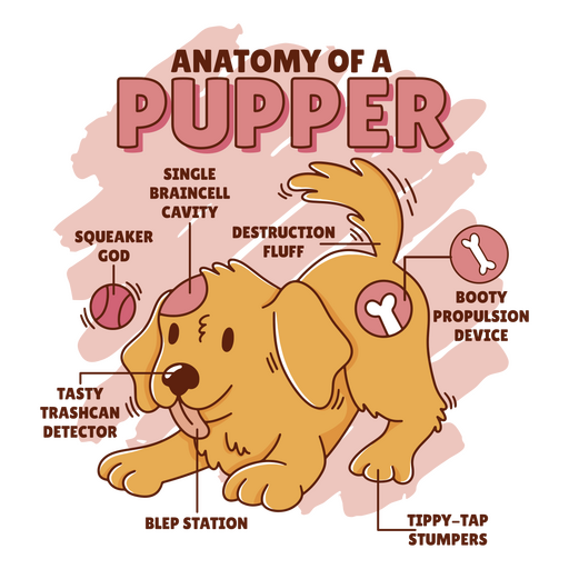 Trazo de color de anatomía del cachorro Diseño PNG