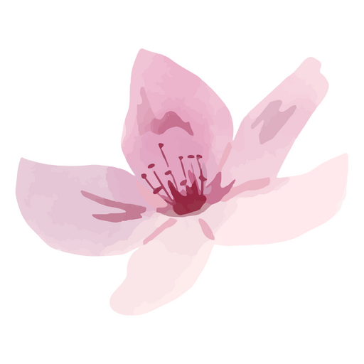 Flor de acuarela de flor de cerezo Diseño PNG