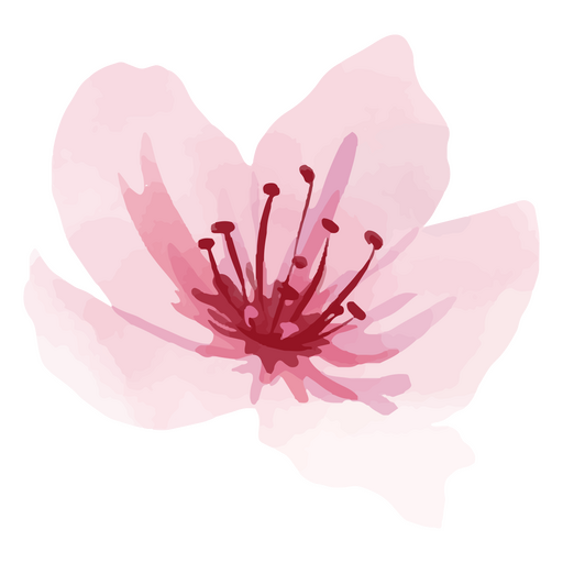 Flor de cerezo rosa Diseño PNG
