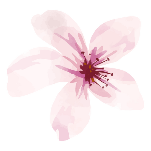 Aquarela de flor de cerejeira Desenho PNG