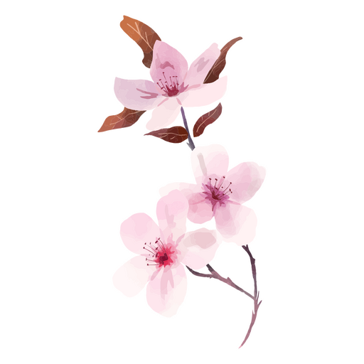 Tres flores de cerezo rosadas Diseño PNG
