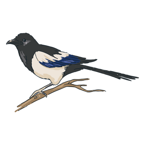 Schwarz-weißer Vogel sitzt auf einem Ast PNG-Design