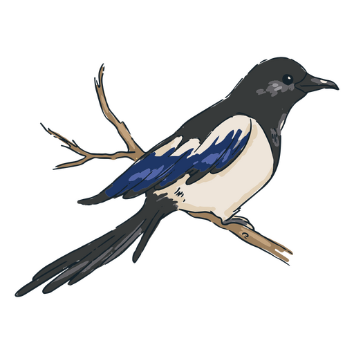 Pájaro negro, azul y blanco sentado en una rama Diseño PNG