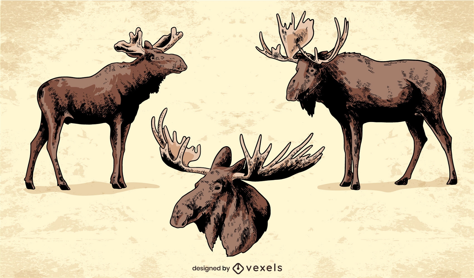 Realistic Moose Illustration Set Vector Download