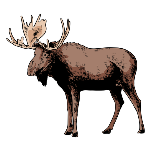 Moose is standing PNG Design