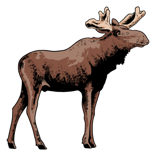 Brown moose standing PNG Design
