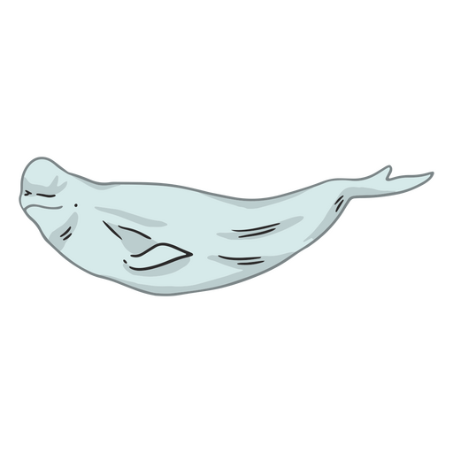 Ilustra??o de uma foca Desenho PNG