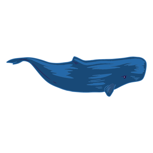 Ballena azul nadando Diseño PNG