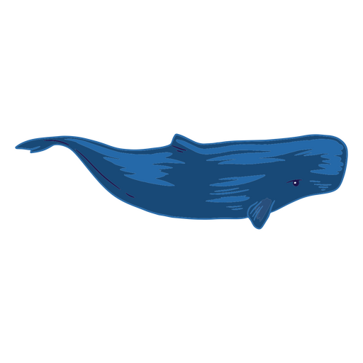 Natação de baleia azul Desenho PNG