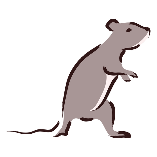 Gray rat standing on its legs PNG Design
