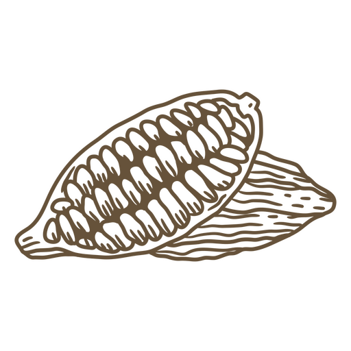 Drawing of a cocoa pod PNG Design